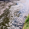SAKURA ROAD