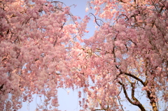 降り注ぐ桜