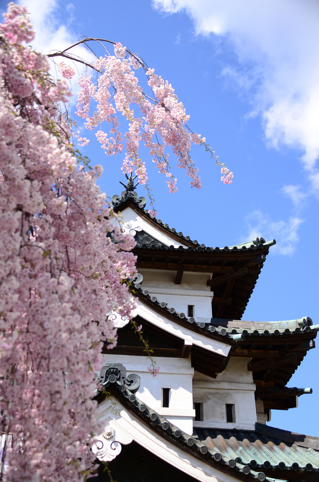 桜の滝