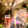 桜に乾杯