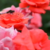 華に囲まれて