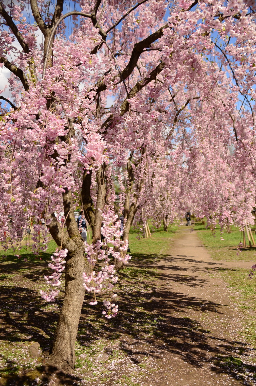 桜の路