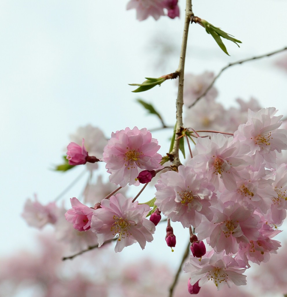 線香花火