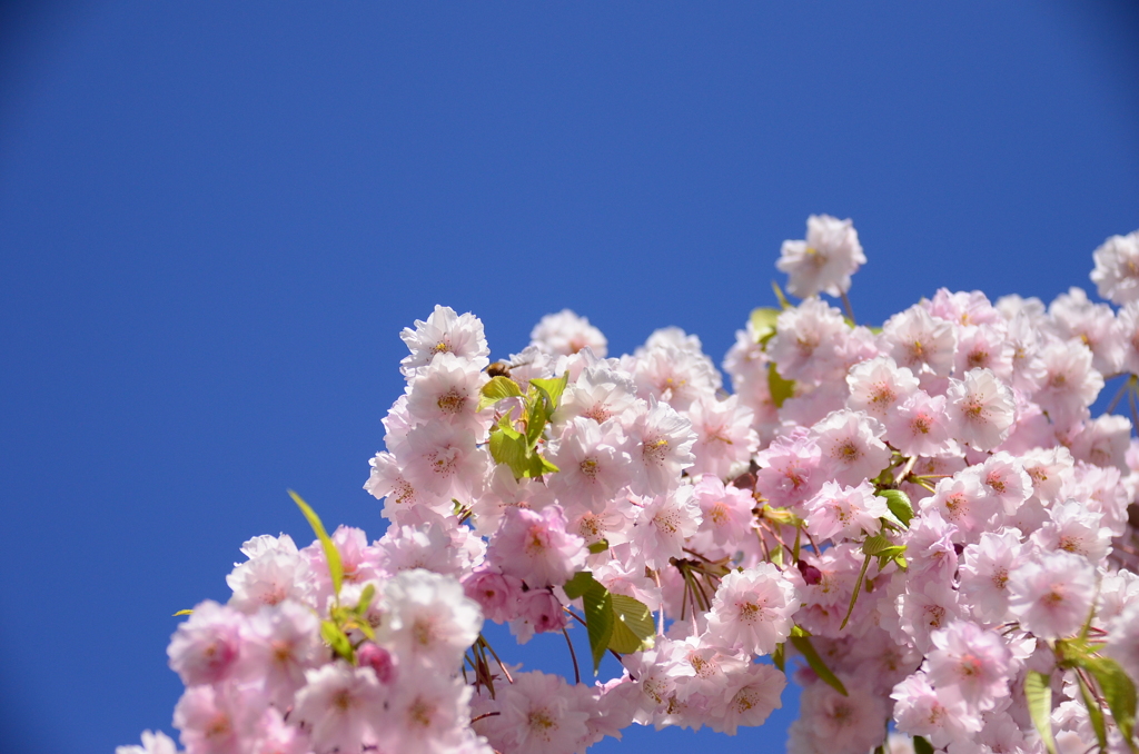 八重の桜