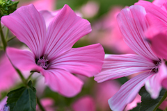 pink flowers