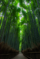 竹林の小径