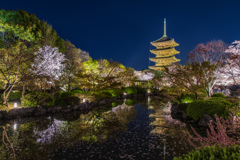東寺夜桜