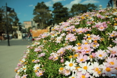 Marguerite