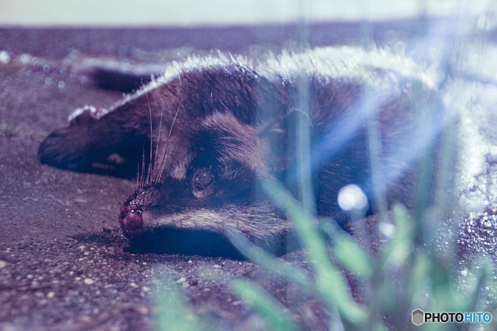 Dead raccoon by the road