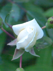 R5077958