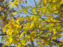 2017 11 09 久良岐公園Ⅱ