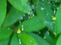 2020 05 07 春の野の花