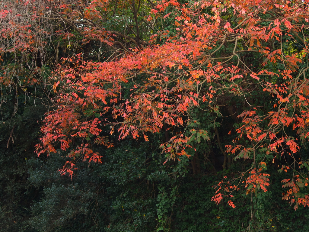 RC083707