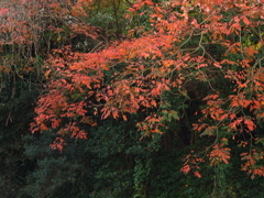 RC083707