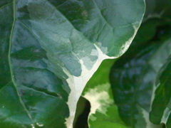 R5077971