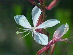 R4247530
