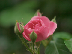 R5077594