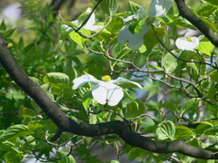 R4247644