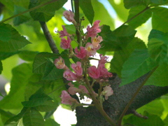 R4247615