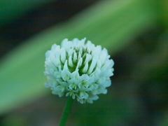 R4247605