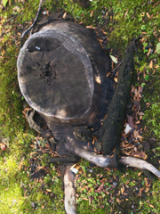 R1231188