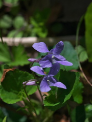 2019 04 18 春の三ッ池1