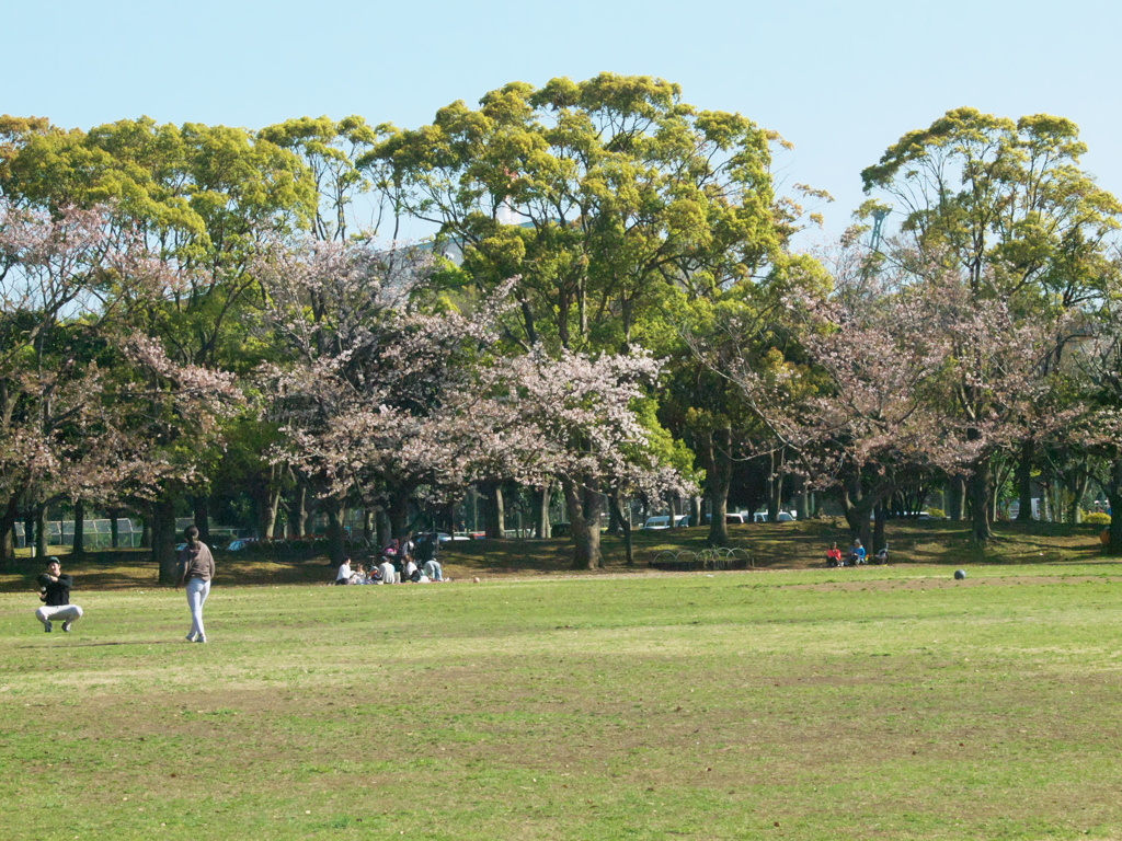 2020 04 06 春の散歩道2