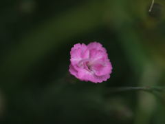 R5077629