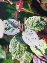 R4247542