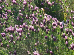 R4067145