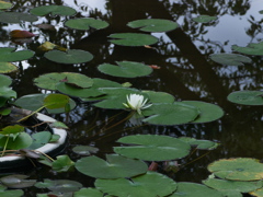 2018 09 23 大船植物園3