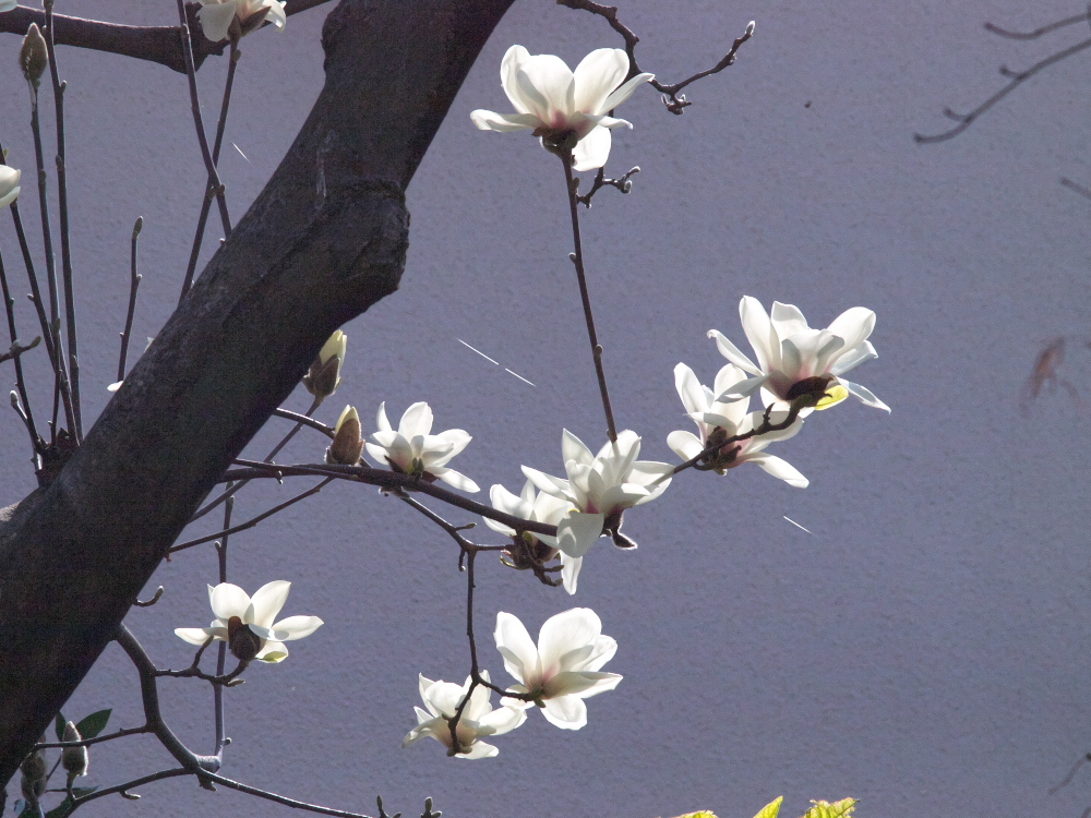 入船公園の桜　2024-04-08