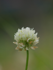 R5077497