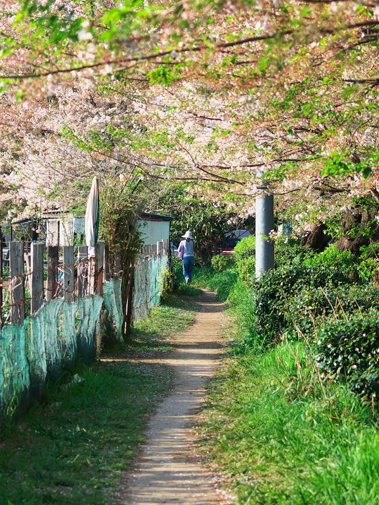 春の二ケ領用水