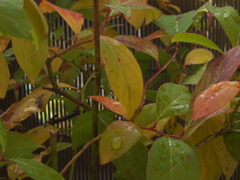 RB303350_1