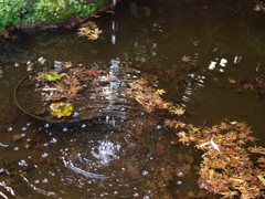 RC083667