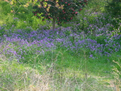 2020 04 08 春の三ツ池3