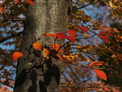 RB303402_1