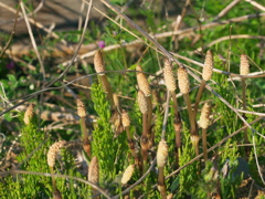 R4087312_1