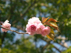 R4087267_1