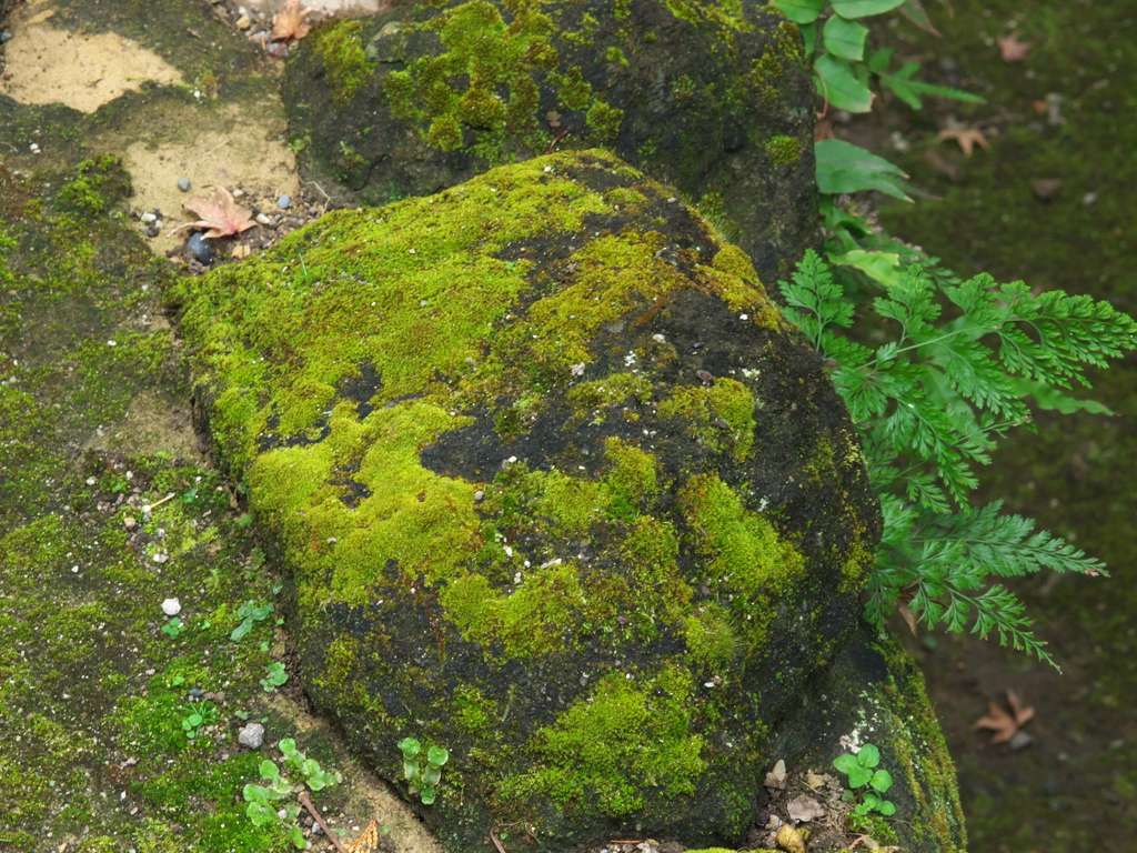RC083602