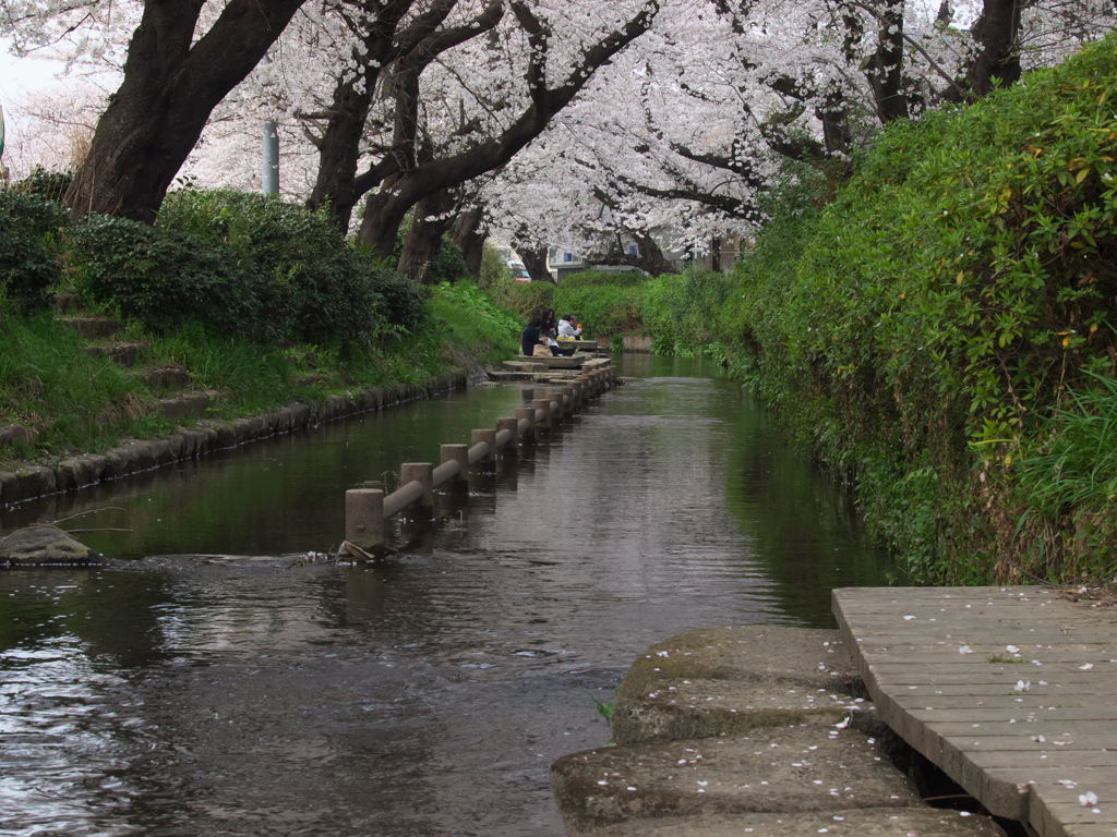 2018 03 27 ニケ領用水の桜2