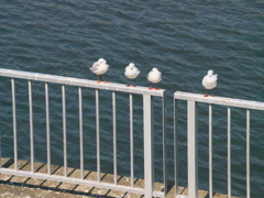 2020 04 08 春の三ツ池1