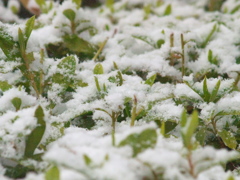 2,022 01 05 雪の散歩道