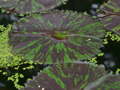 R9233046_2