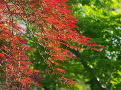 R4247652