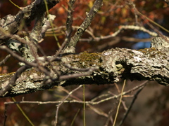 RC083568