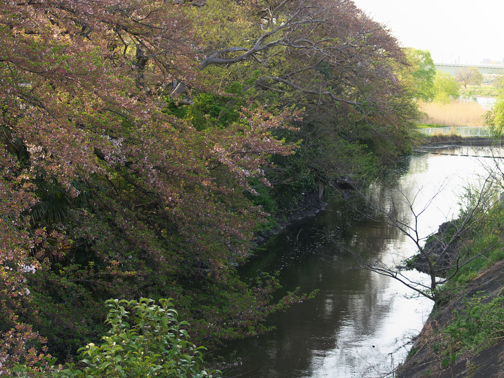春の二ケ領用水