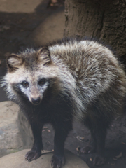 井の頭公園・吉祥寺