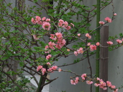 2018 03 27 ニケ領用水の桜4
